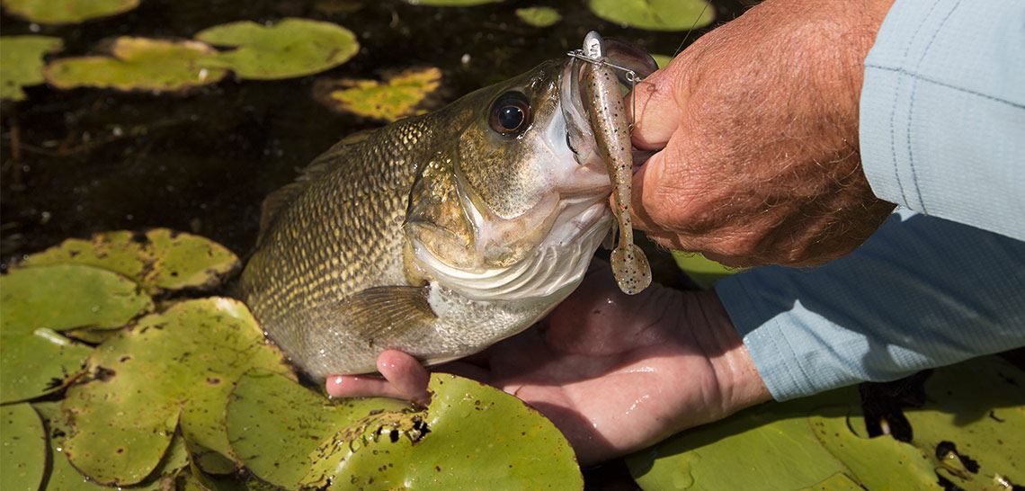 It's no secret softies catch bass!